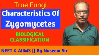 True Fungi  Characteristics of Zygomycetes  Biological Classification  NEET amp AIIMS [upl. by Rives257]