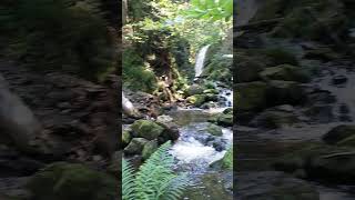 meinen könnte ich ich wäre im Urwald😊 Wutach Schlucht in BadenWürttemberg  Deutschland 👍🥰🇩🇪 [upl. by Carrissa899]