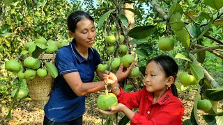 Harvest transplanted fruits and bring them to the market to sell  Garden  Triệu Thị Dất [upl. by Anillek]