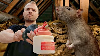 Répulsif  Comment faire fuir les RATS amp SOURIS dun grenier [upl. by Crandall354]