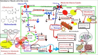 Pharmacology of ANTIHELMINTHICS AnthelminticsPart 1Albendazole and Mebendazole [upl. by Ylloj]