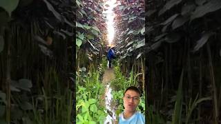 Harvest special perilla varieties sonasmr [upl. by Licht]