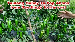 Complete Fertilizer Guide sa Kamatis at Bell Pepper from Seedlings to Harvest [upl. by Gunnar189]