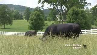 Deer Valley Farm Quality Angus cattle [upl. by Berni581]