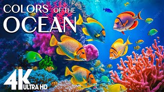 4K Aquarium Serenity for Stress Relief 🐠 Beautiful Coral Reef Fish  Sleep Relax Meditation Music [upl. by Euqnomod]