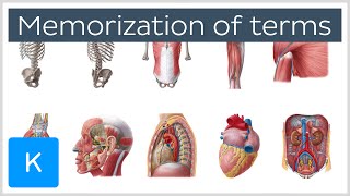 How to Memorize Anatomy Terms in 4 Steps  Human Anatomy  Kenhub [upl. by Aenotna207]