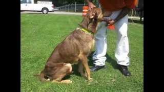 B2 Doberman Pinscher Great Dane Mix [upl. by Oiled313]