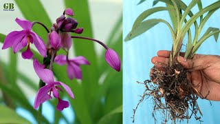 Spathoglottis plicata or ground orchid propagation and care [upl. by Verger618]