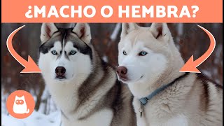 Diferencias entre HUSKY SIBERIANO Macho y Hembra 🐺🐾 ¿Cuál Elegir [upl. by Yslek]