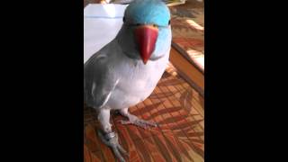 Indian Ringneck Fun Crazy bird Cisco [upl. by Weiser]