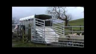 A Demonstration Of Loading And Unloading Sheep Onto A Hudson Livestock Trailer [upl. by Floris]