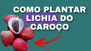 Conhece lichia  aprenda a cultivar em casa hoje mesmo [upl. by Jeana]