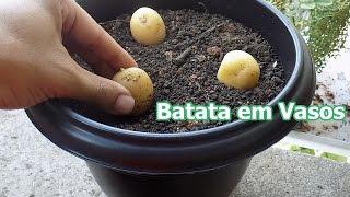 Como Plantar Batata em Vasos inciomeiofim [upl. by Harol]