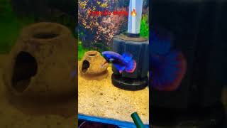 new Imbellis betta 🔥 duet memes viralvideo views [upl. by Docilu]