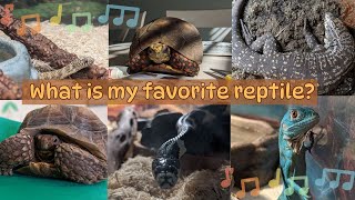 What is my favorite reptile A reptile sing along song [upl. by Arvid42]