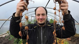 Apios Harvest  Ancient Edible Ground Nut [upl. by Boone]