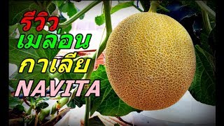 รีวิวเมล่อน quotกาเลียquotNAVITA Galia Melon [upl. by Retsevlys]