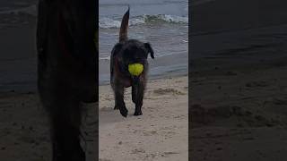 dog playing in the sea 🌊 🐶 [upl. by Tiram]