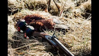 Pheasant Hunt With 150 Year Old English Muzzleloader [upl. by Lenuahs486]