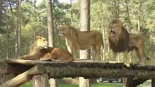 Wilde Tiere hautnah im Serengeti Park Hodenhagen [upl. by Culley]