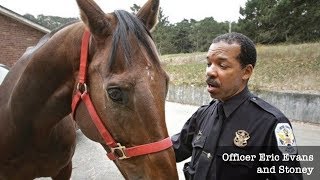 Charlie the Pit Bull Attacks Police Horse in San Francisco  Partial Dangerous Dog Hearing [upl. by Eelyram]