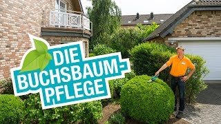 Die Buchsbaumpflege Tipps für den Schnitt und die perfekte Form [upl. by Webster]