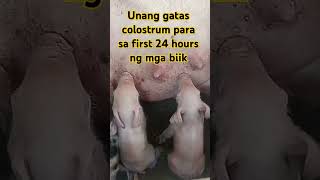 Colostrum unang gatas para sa mga biik sa loob Ng 24 hours [upl. by Ellenaej]