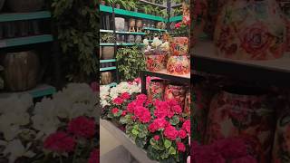 A super market for plants in Netherlands😳 travel flowers youtubeshorts reels shorts life [upl. by Carrington]