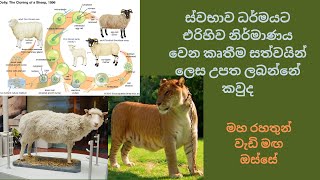 ස්වභාව ධර්මයට එරිහිව නිර්මාණය වෙන කෘතීම සත්වයින් ලෙස උපත ලබන්නේ කවුද Maha Rahathun Wadi Maga Osse [upl. by Naujaj]