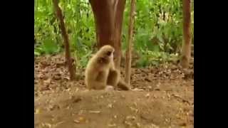 Funny video  Monkey playing with Tiger [upl. by Amerak]