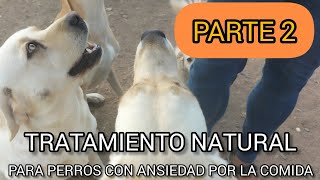 Tratamiento Natural para perros con ANSIEDAD por la comida PARTE 2 [upl. by Goulden]