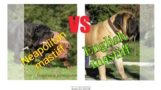 Neapolitan mastiff vs English mastiff [upl. by Roydd]