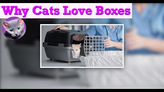 15 Secrets Behind Your Cats Love for Boxes [upl. by Scrivens]