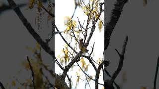 Cedar Waxwing Bombycilla cedrorum birdwatching birds wildlife birding [upl. by Necyla]