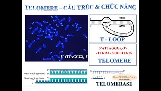 Sự sao chép Đầu mút Nhiễm sắc thểCấu trúc amp Chức năng của Telomere Vai trò của Telomerase [upl. by Stanford443]