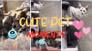 😻 Big Playtime at the Maine Coon Cattery with a New Toy 🧶🐾Playtime Fun🎉 [upl. by Lowenstern]