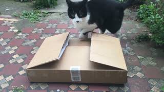 Cat tries to get into box before giving up horizontal clip [upl. by Gilberto687]