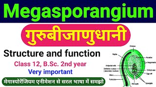 गुरुबीजाणुधानी  megasporangium in hindi  guru bijanu dhani  Structure the Ovule class 12 biology [upl. by Dilahk]