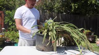 How to prune an Epiphyllum plant  orchid cactus [upl. by Shalna]