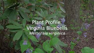 Plant Profile Virginia Bluebells [upl. by Yrollam]