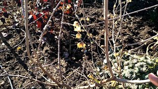 How to grow and care for Winter Sweet plant quotChimonanthus Praecoxquot winter interest treeshrub [upl. by Mackey221]