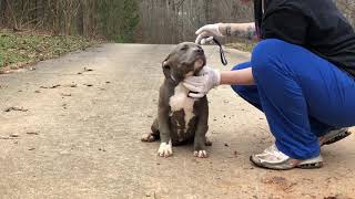 gotti razor edge pitbull  razor edge and gotti Crumpsbullies Scarface x Zena Female 2 2219 [upl. by Yedoc]