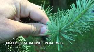 Douglas fir Pseudotsuga menziesii identification tips [upl. by Bremble636]