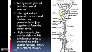 Arterial system of Calotes [upl. by Holmann]