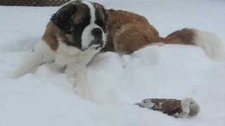 SaintBernard  2 Chiens 1 Kong [upl. by Yanahc770]