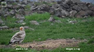 Egyptian vulture Neophron percnopterus  Египетски лешояд [upl. by Adniram]