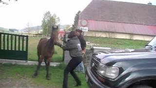 Sauvetage 3 chevaux à Neuchâtel CH [upl. by Erlandson]