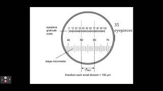 211 Cell structure b The use of an eyepiece graticule and stage micrometer [upl. by Natascha]