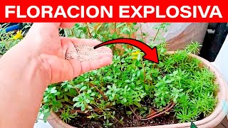 EXPLOSIÓN DE FLORE Y FRUTOS CON ESTE ABONO CASERO Tus plantas volverán a la vida [upl. by Leahcimal]