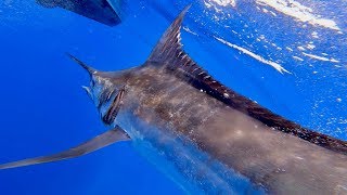 The Mauritius Billfish Release 2019 Day 3 [upl. by Naltiak]